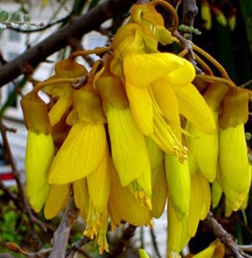 Propagating Native Plants - Sustainability Festival workshop