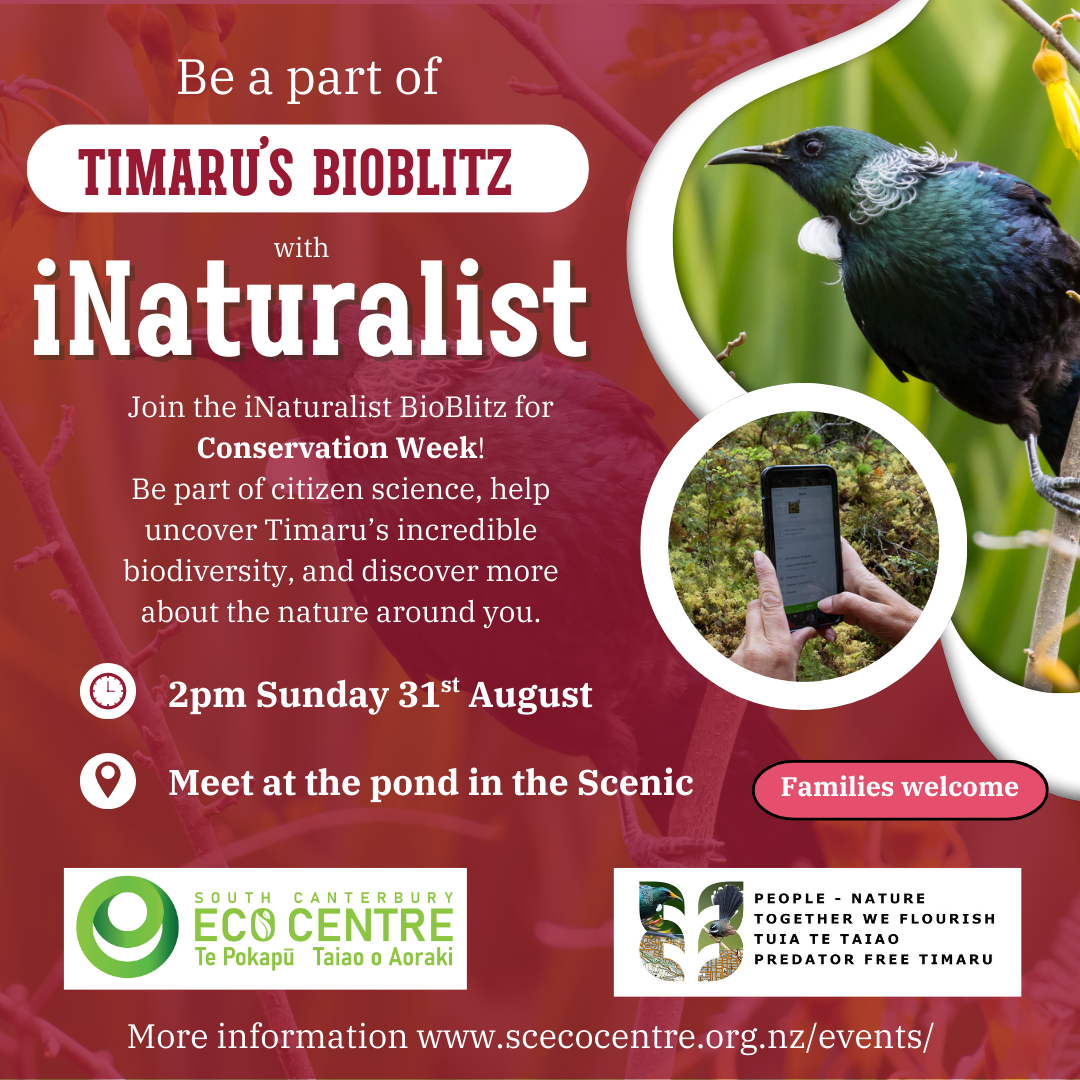 iNaturalist Bioblitz in Timaru