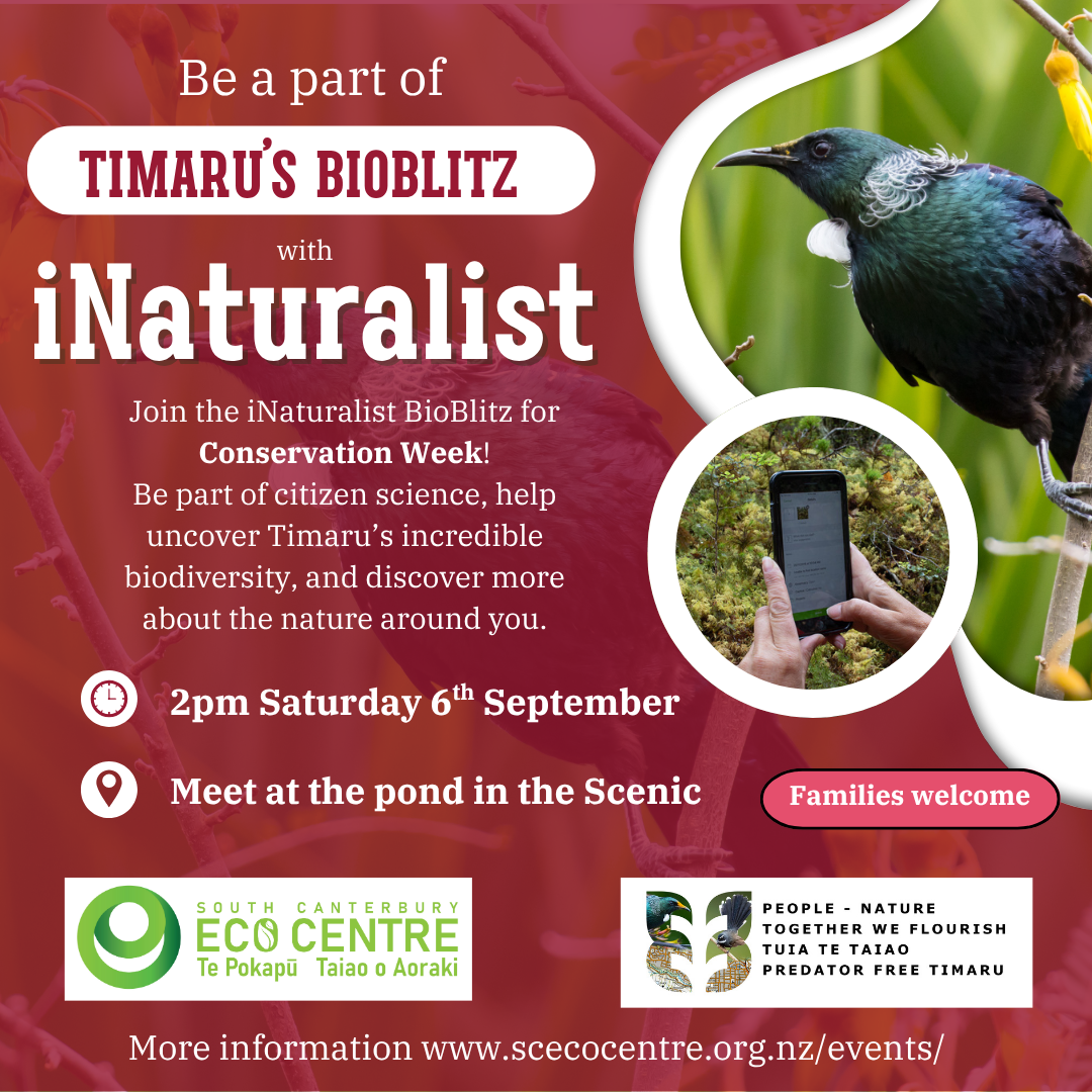 iNaturalist Bioblitz in Timaru