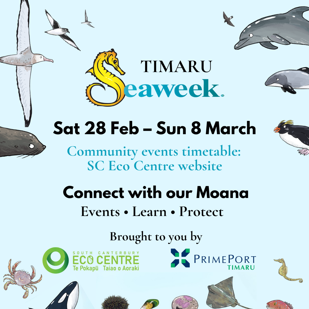 Seaweek Timaru