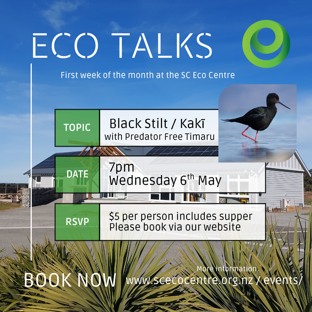 Eco Talk - Black Stilt / Kakī